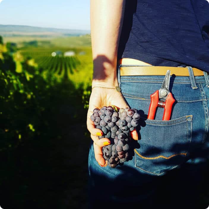 Grappe de raisin noire dans les mains d'un vigneron