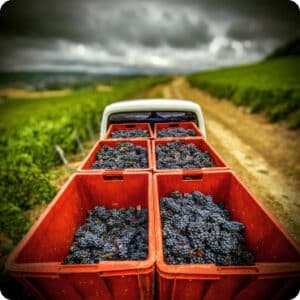 Récolte de raisin noir dans les vignes de la Champagne