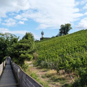 PXL_20250715_080043212.MP