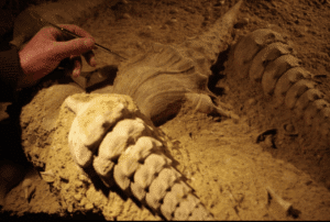 La Cave aux Coquillages